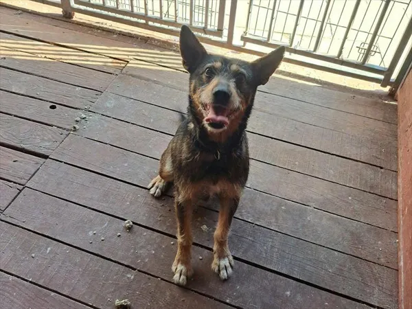 Pies do adopcji, Gorzów Wielkopolski, 20 marca 2025