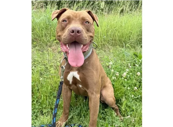 Pies do adopcji, Wrocław, 19 marca 2025 (1/2)