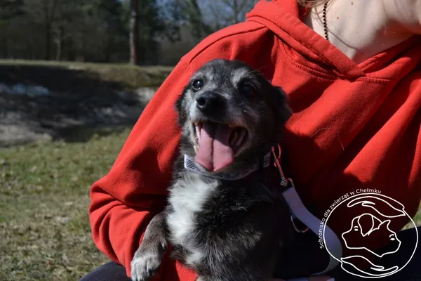 Pies do adopcji, Chełmek, 14 grudnia 2024