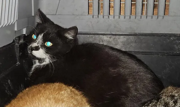 Znaleziono kota, Choszczno, 21 marca 2025