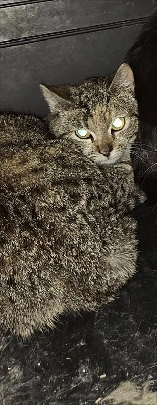 Znaleziono kota, Choszczno, 21 marca 2025