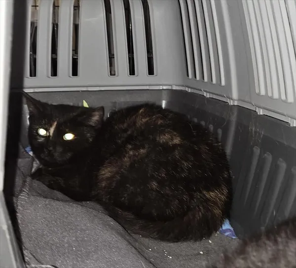 Znaleziono kota, Choszczno, 21 marca 2025