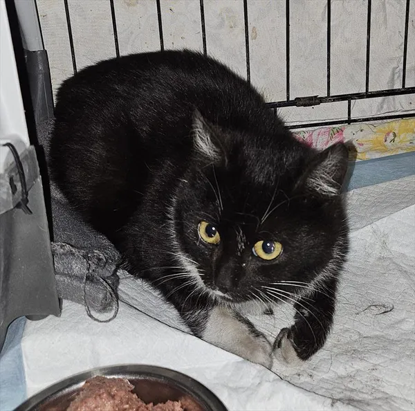 Znaleziono kota, Choszczno, 21 marca 2025