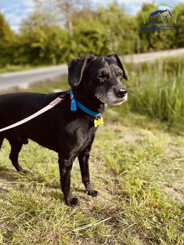 Znaleziono psa, Szczecin, 22 marca 2025 (3/4)