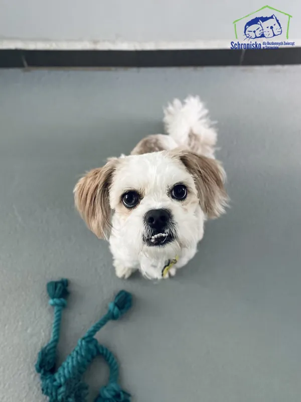 Znaleziono psa, Szczecin, 22 marca 2025 (2/3)