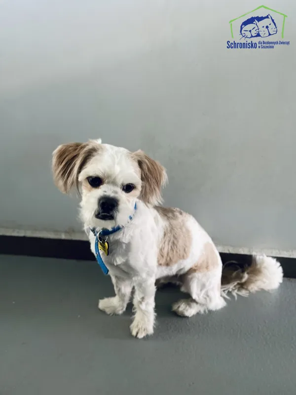 Znaleziono psa, Szczecin, 22 marca 2025 (3/3)