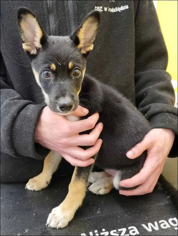 Znaleziono psa, Grudziądz, 22 marca 2025