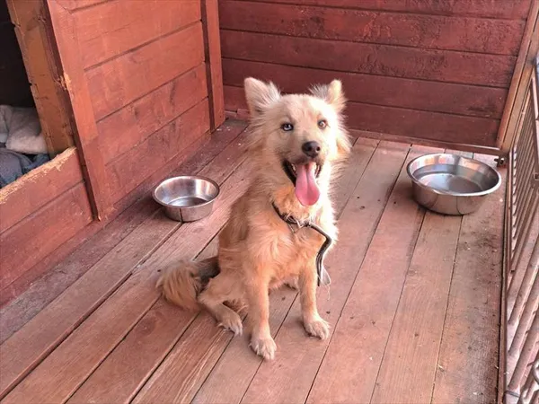 Pies do adopcji, Gorzów Wielkopolski, 22 marca 2025