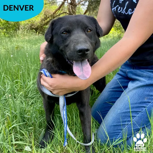 Pies do adopcji, Dąbrówka, 3 czerwca 2023 (2/3)