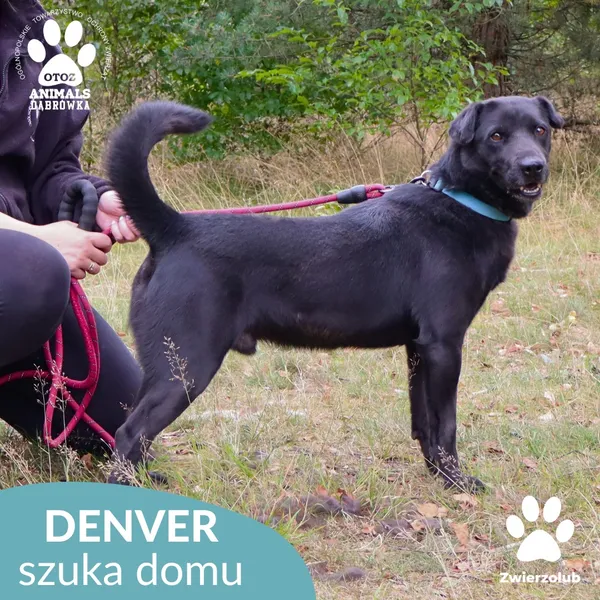 Pies do adopcji, Dąbrówka, 3 czerwca 2023 (2/5)