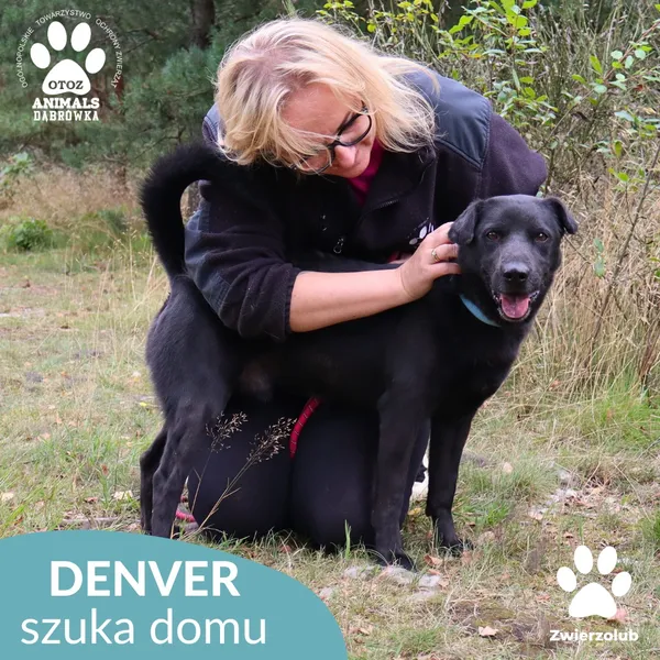 Pies do adopcji, Dąbrówka, 3 czerwca 2023 (3/5)