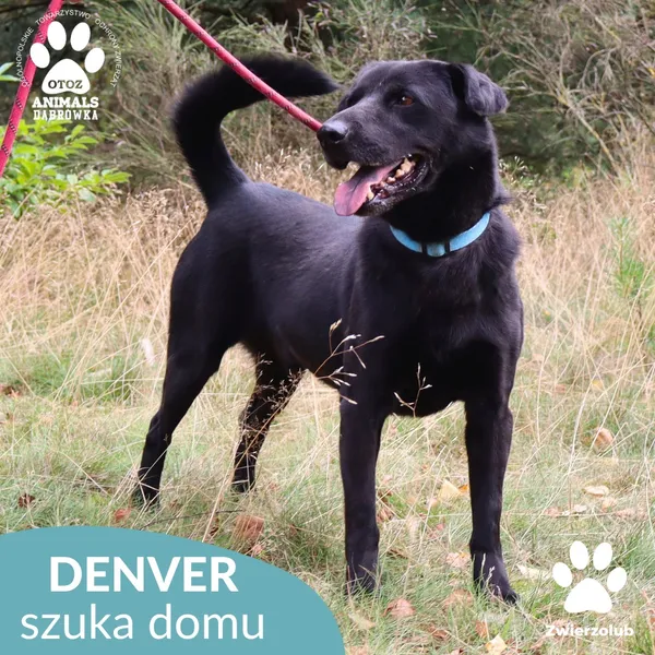 Pies do adopcji, Dąbrówka, 3 czerwca 2023 (5/5)