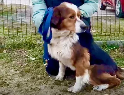 Pies do adopcji, Głowno, 23 marca 2025 (1/5)