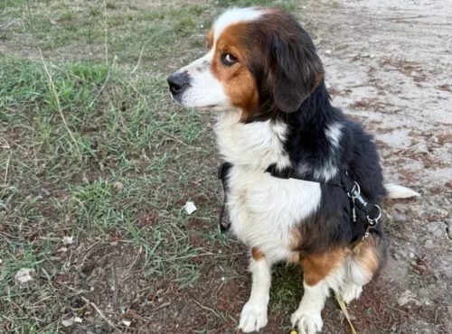 Pies do adopcji, Głowno, 23 marca 2025 (2/5)