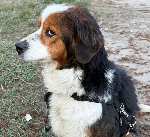 Pies do adopcji, Głowno, 23 marca 2025 (3/5)