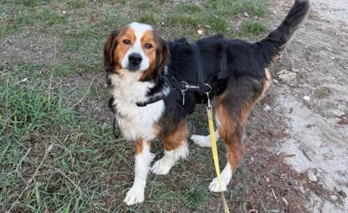 Pies do adopcji, Głowno, 23 marca 2025 (4/5)