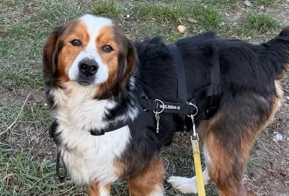 Pies do adopcji, Głowno, 23 marca 2025 (5/5)