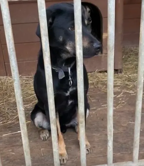 Pies do adopcji, Głowno, 23 marca 2025 (4/5)