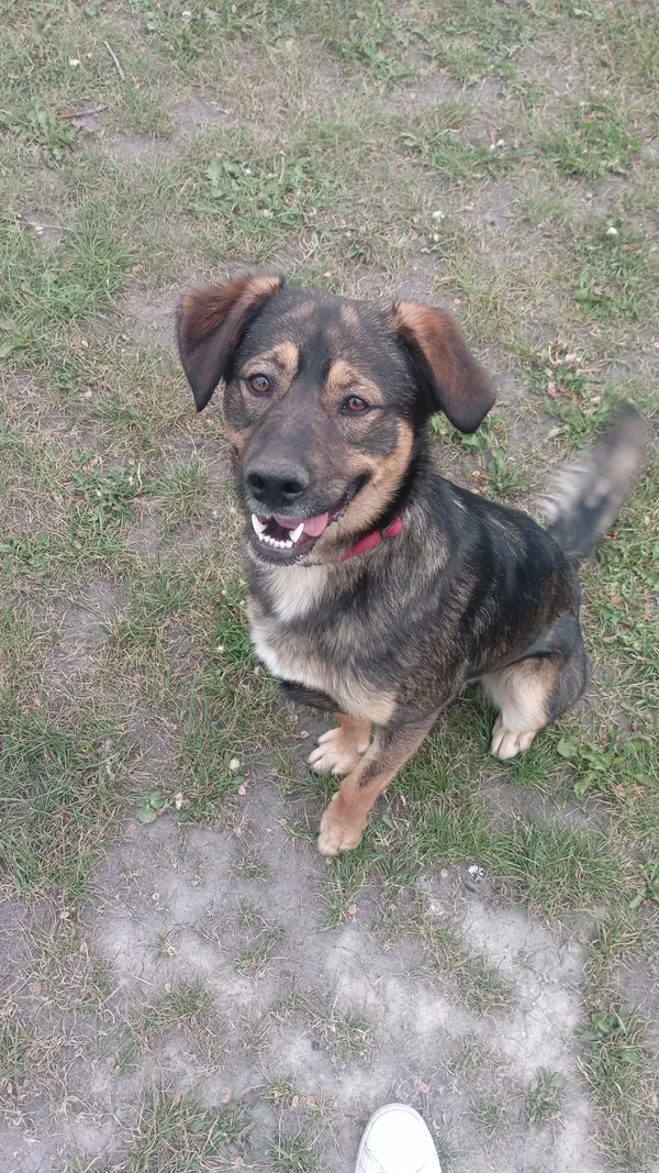 Zaginął pies, Sady-Kolonia, 23 marca 2025 (1/3)