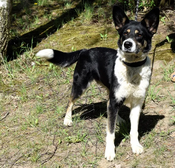 Znaleziono psa, Pieckowo, 20 marca 2025 (1/5)