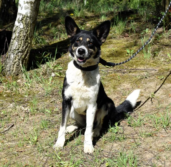 Znaleziono psa, Pieckowo, 20 marca 2025 (2/5)