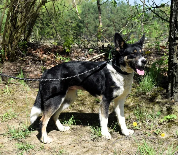 Znaleziono psa, Pieckowo, 20 marca 2025 (3/5)