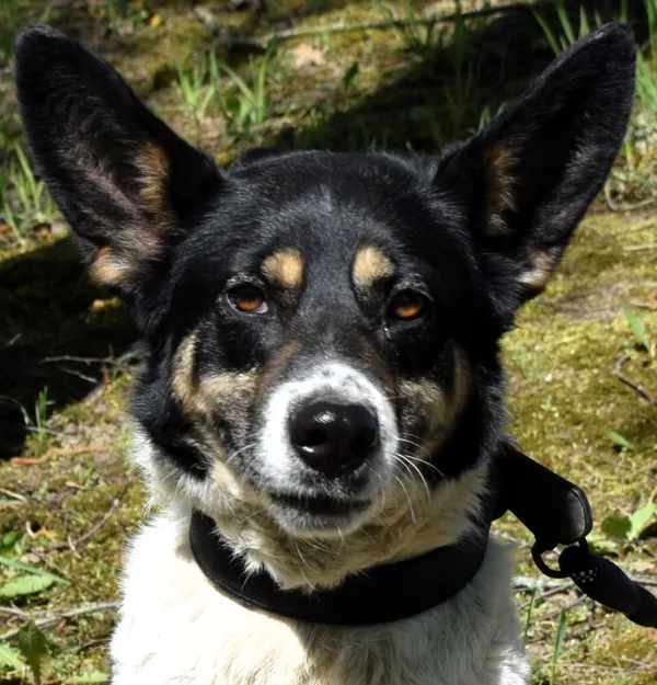 Znaleziono psa, Pieckowo, 20 marca 2025 (4/5)