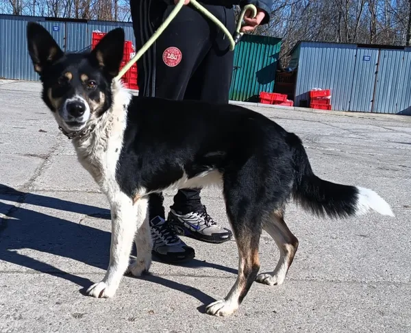 Znaleziono psa, Pieckowo, 20 marca 2025 (5/5)