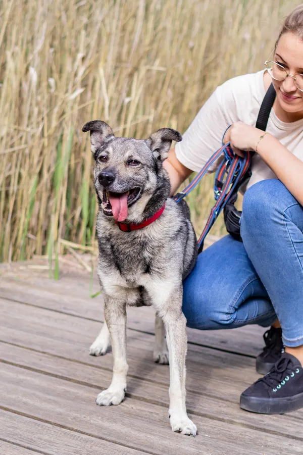 Znaleziono psa, Sosnowiec, 22 marca 2025 (3/5)