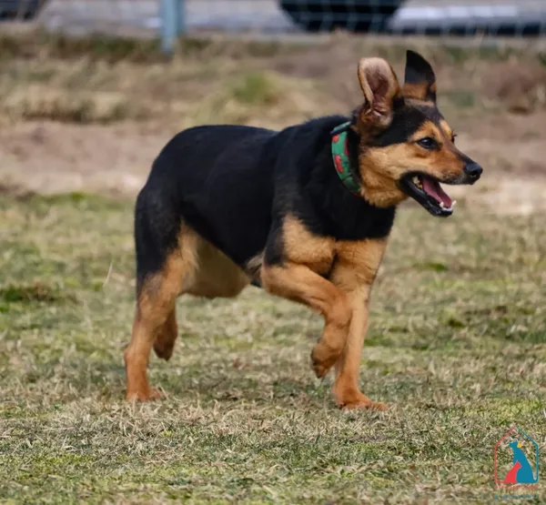 Pies do adopcji, Grudziądz, 2 lutego 2022 (2/5)