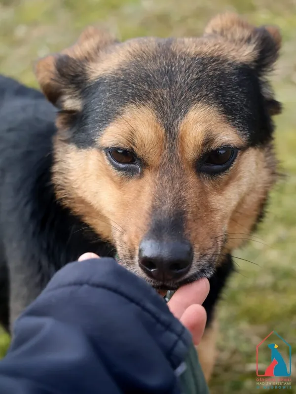 Pies do adopcji, Grudziądz, 2 lutego 2022 (3/5)