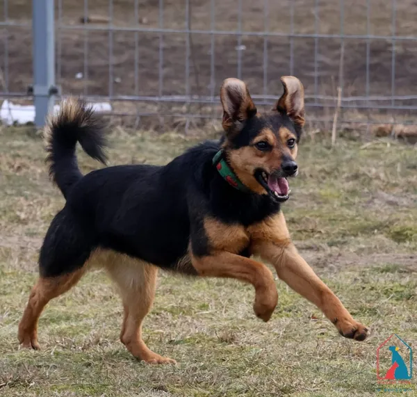 Pies do adopcji, Grudziądz, 2 lutego 2022 (5/5)