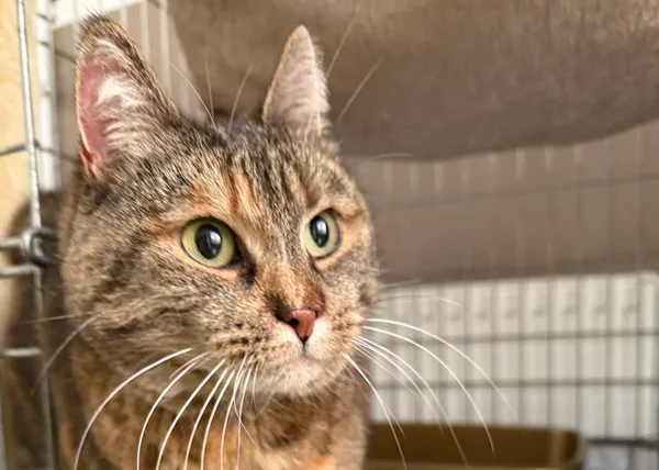 Znaleziono kota, Bydgoszcz, 18 marca 2025