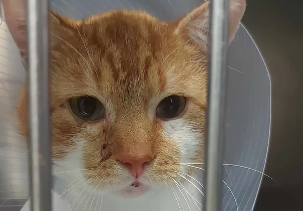 Znaleziono kota, Bydgoszcz, 17 marca 2025