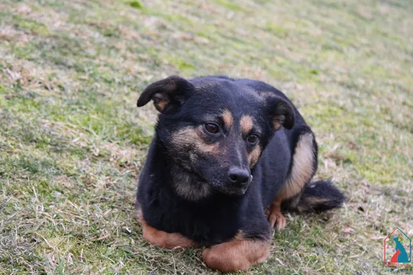 Pies do adopcji, Grudziądz, 2 lutego 2022 (2/5)