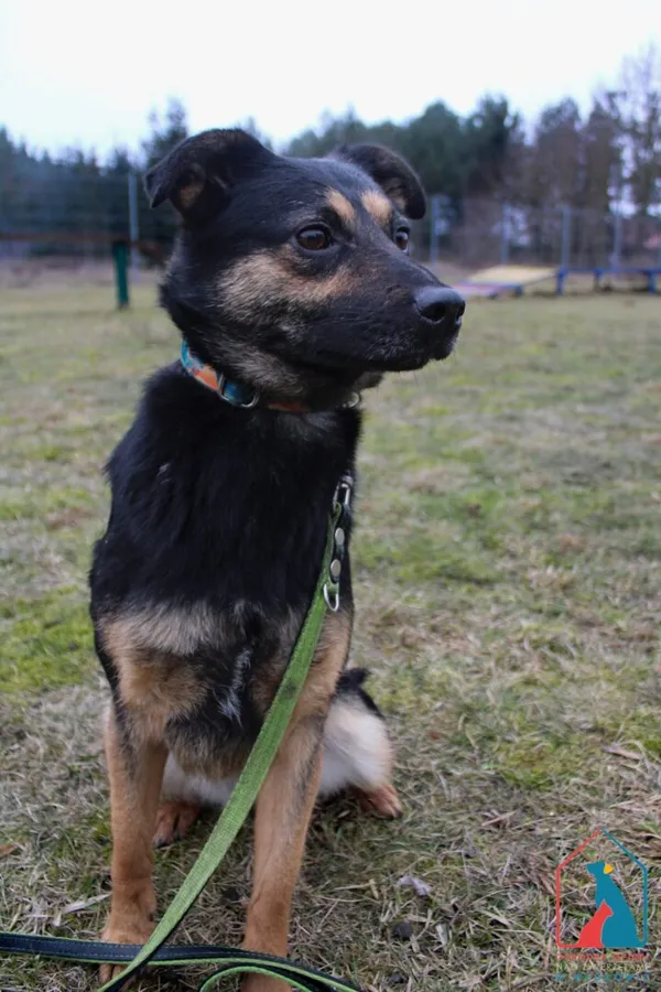 Pies do adopcji, Grudziądz, 2 lutego 2022 (3/5)
