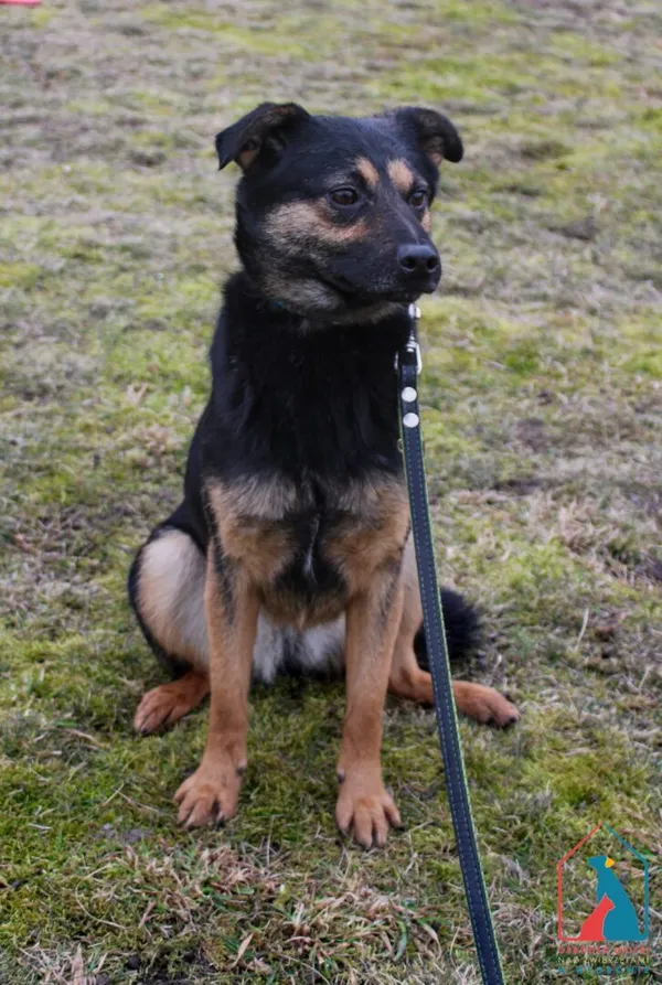 Pies do adopcji, Grudziądz, 2 lutego 2022 (4/5)