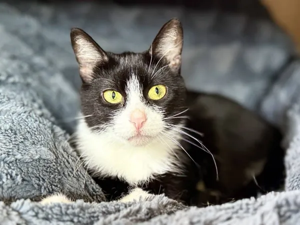 Znaleziono kota, Chojnice, 18 marca 2025