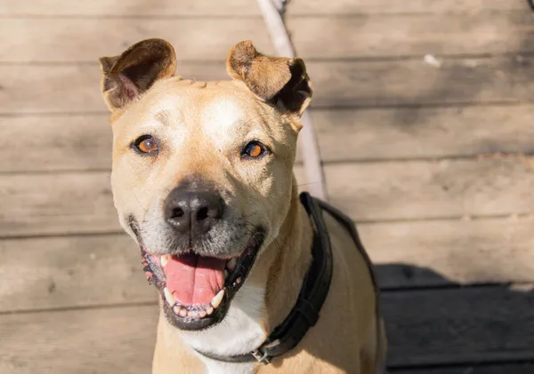 Znaleziono psa, Sosnowiec, 20 marca 2025 (3/5)