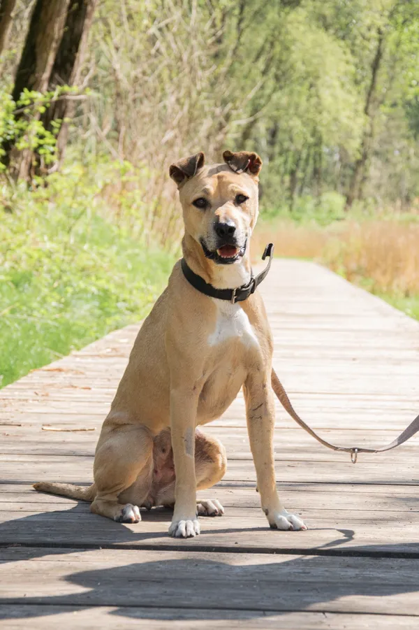 Znaleziono psa, Sosnowiec, 20 marca 2025 (5/5)