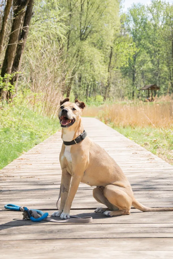 Znaleziono psa, Sosnowiec, 20 marca 2025 (4/5)