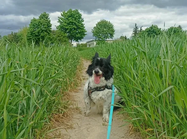 Znaleziono psa, Chojnice, 18 marca 2025 (2/2)