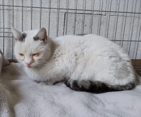 Kot do adopcji, Racibórz, 22 marca 2025