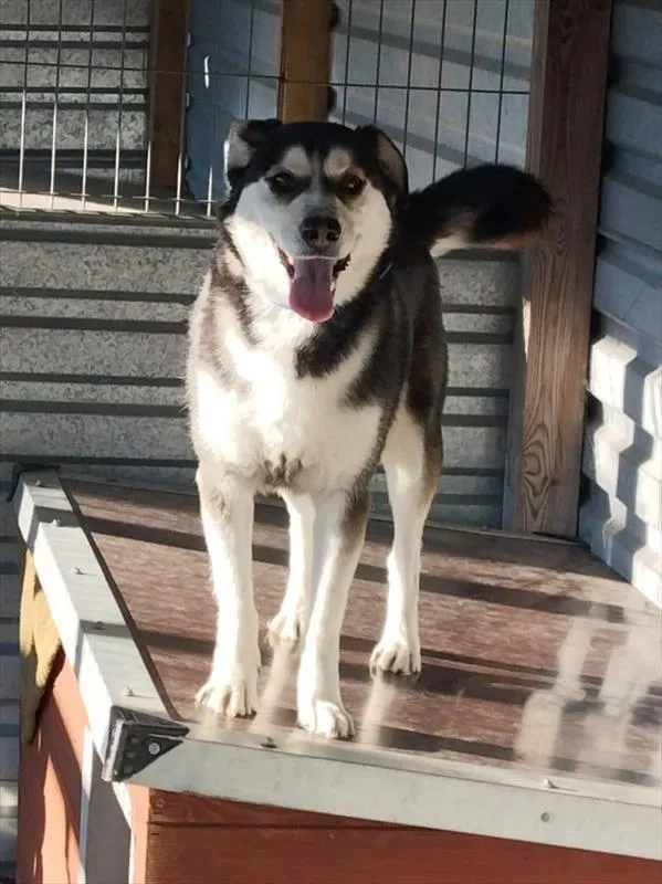 Pies do adopcji, Racibórz, 19 marca 2025