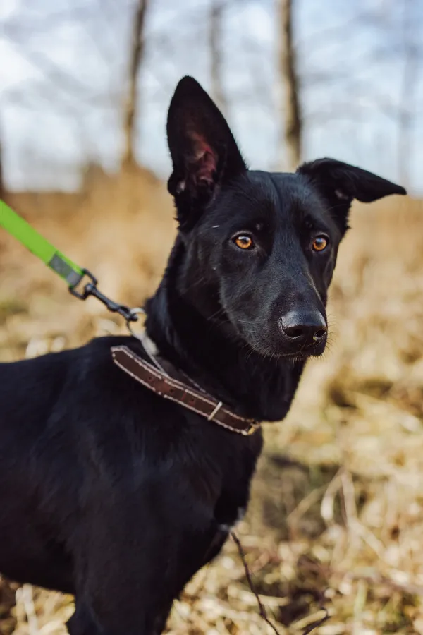 Oddam psa, Bydgoszcz, Stare Miasto, 23 marca 2025 (1/4)