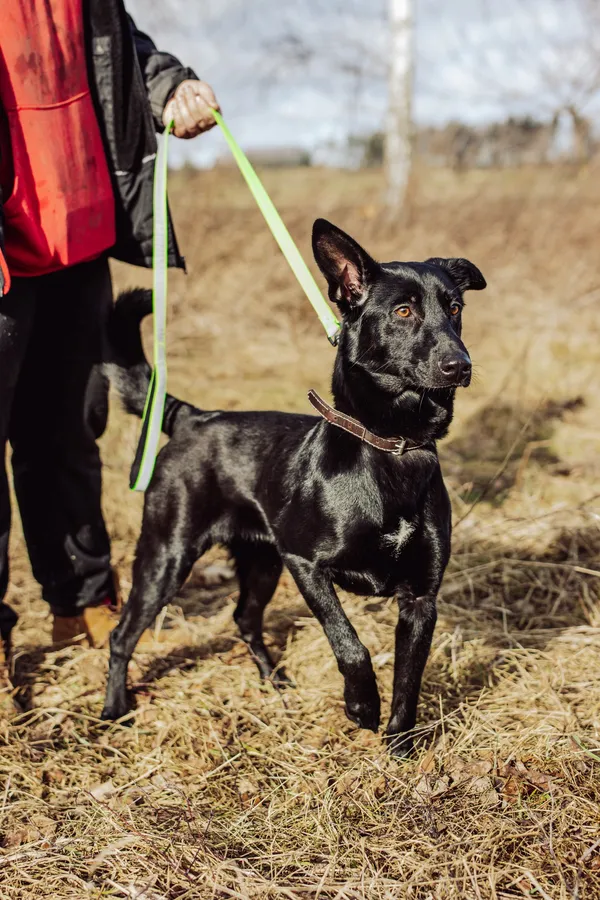 Oddam psa, Bydgoszcz, Stare Miasto, 23 marca 2025 (2/4)