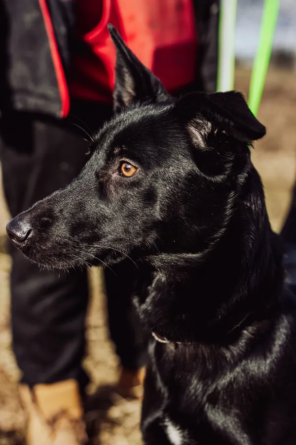 Oddam psa, Bydgoszcz, Stare Miasto, 23 marca 2025 (3/4)