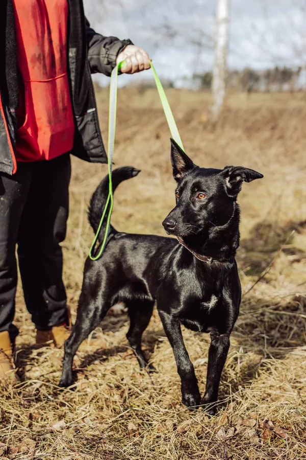 Oddam psa, Bydgoszcz, Stare Miasto, 23 marca 2025 (4/4)