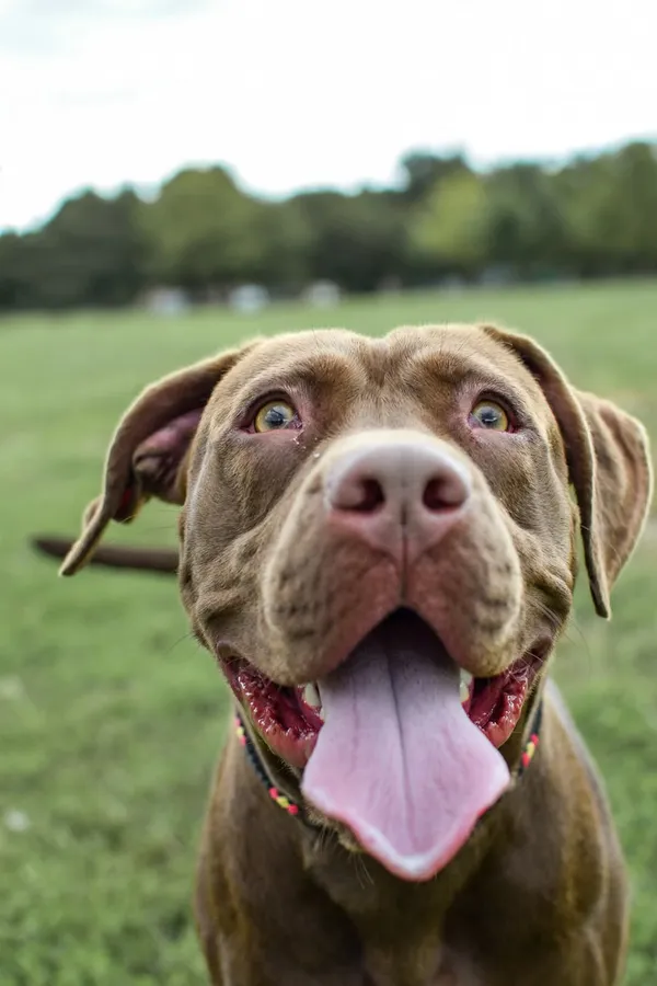 Pies do adopcji, Radom, 12 maja 2025 (2/3)