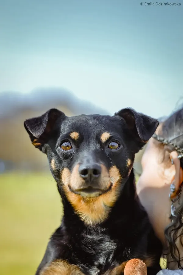 Pies do adopcji, Radom, 12 maja 2025 (1/5)